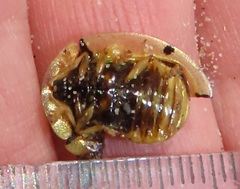 Aspidimorpha puncticosta