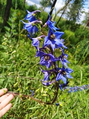 Delphinium retropilosum