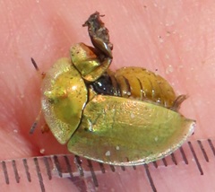 Aspidimorpha puncticosta