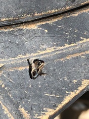 Xanthochilus saturnius