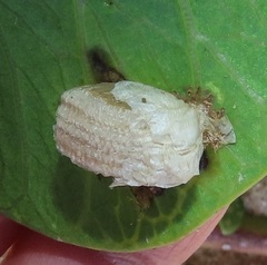 Aspidimorpha puncticosta