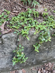 Melastoma dodecandrum