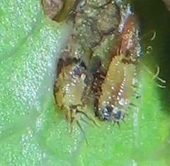 Aspidimorpha puncticosta