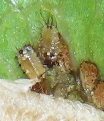 Aspidimorpha puncticosta