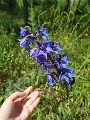 Delphinium retropilosum