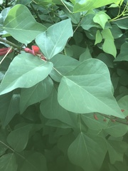 Erythrina herbacea