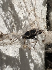 Xanthochilus saturnius
