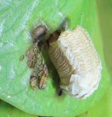 Aspidimorpha puncticosta