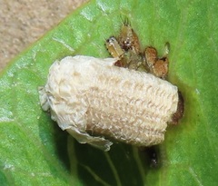 Aspidimorpha puncticosta