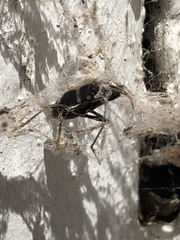 Xanthochilus saturnius
