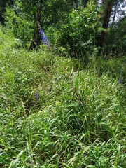 Delphinium retropilosum
