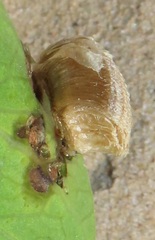 Aspidimorpha puncticosta