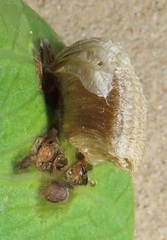 Aspidimorpha puncticosta