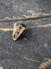 Xanthochilus saturnius