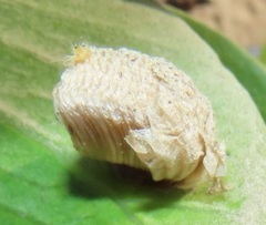 Aspidimorpha puncticosta