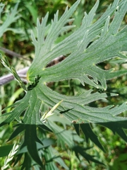 Delphinium retropilosum