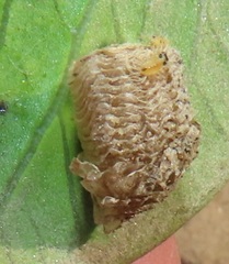 Aspidimorpha puncticosta