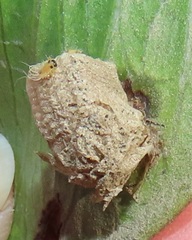 Aspidimorpha puncticosta