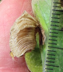 Aspidimorpha puncticosta