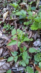 Thaspium trifoliatum