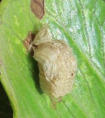 Aspidimorpha puncticosta