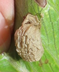 Aspidimorpha puncticosta