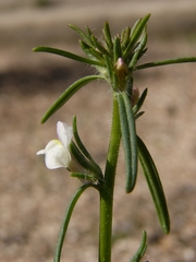 Misopates microcarpum