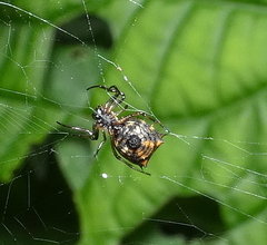 Micrathena picta