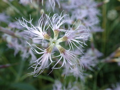 Dianthus superbus