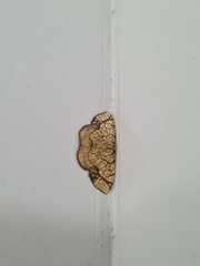 Lepidoptera