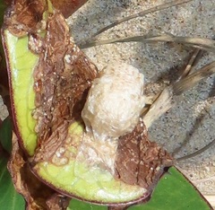 Aspidimorpha puncticosta