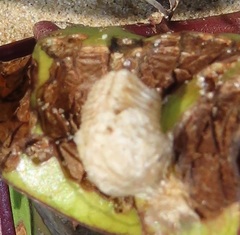 Aspidimorpha puncticosta