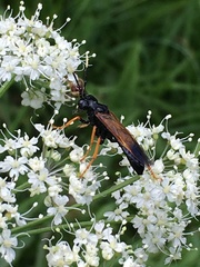 Tenthredo crassa