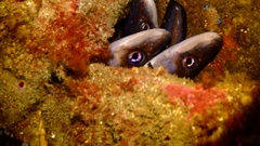 Conger wilsoni