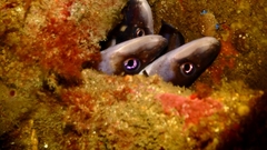 Conger wilsoni