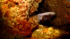 Conger wilsoni