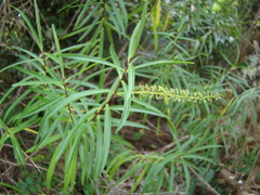 Veronica stenophylla