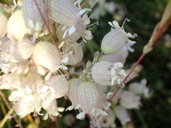 Silene vulgaris