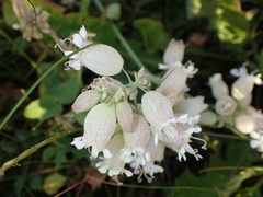 Silene vulgaris