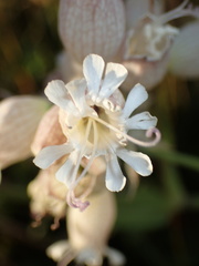 Silene vulgaris