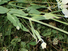 Silene vulgaris