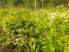 Poa remota