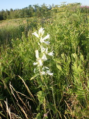 Campanula latifolia
