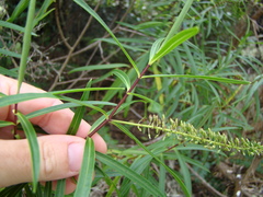 Veronica stenophylla