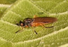 Beris vallata