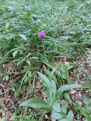 Cirsium pannonicum