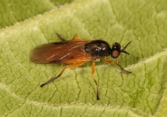 Beris vallata