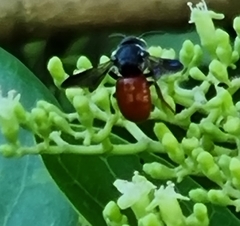 Euaspis polynesia