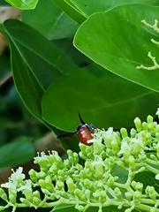 Euaspis polynesia