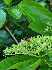 Euaspis polynesia